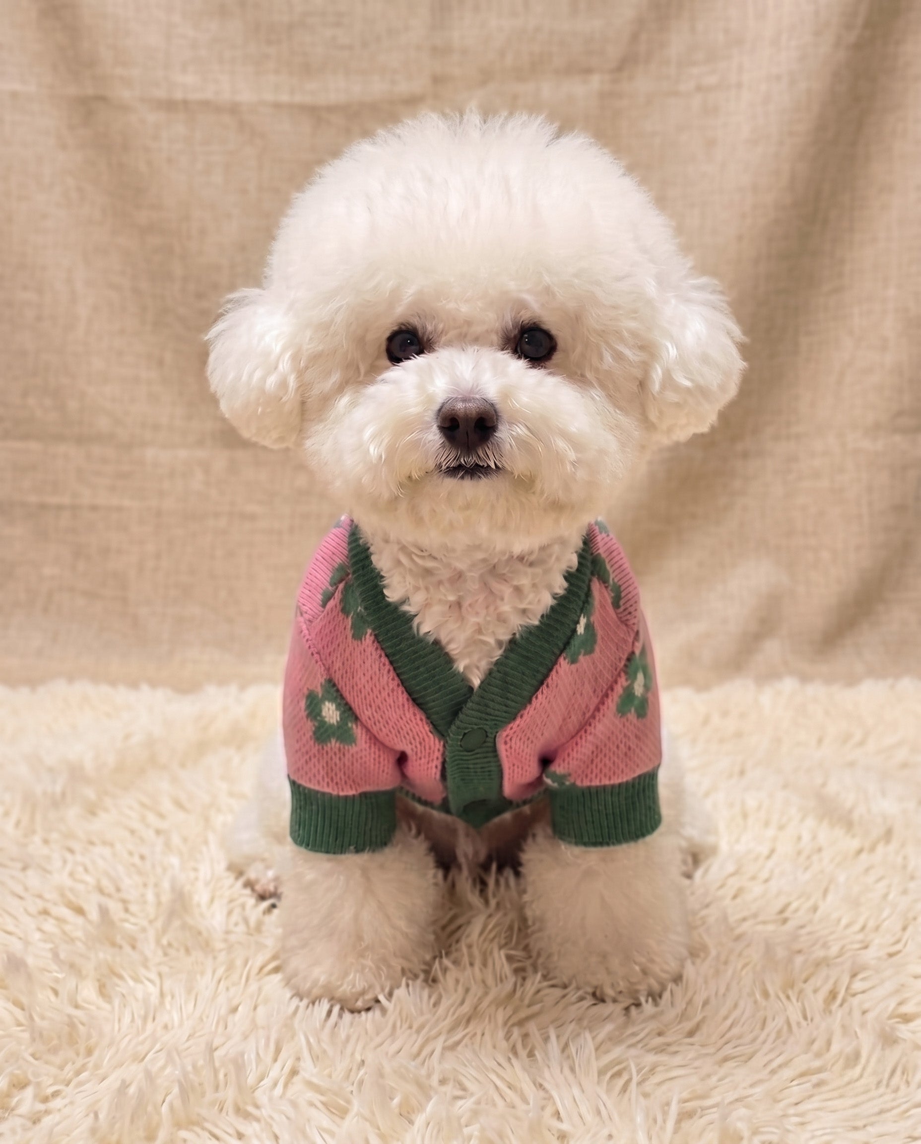 Daisy knit dog cardigan